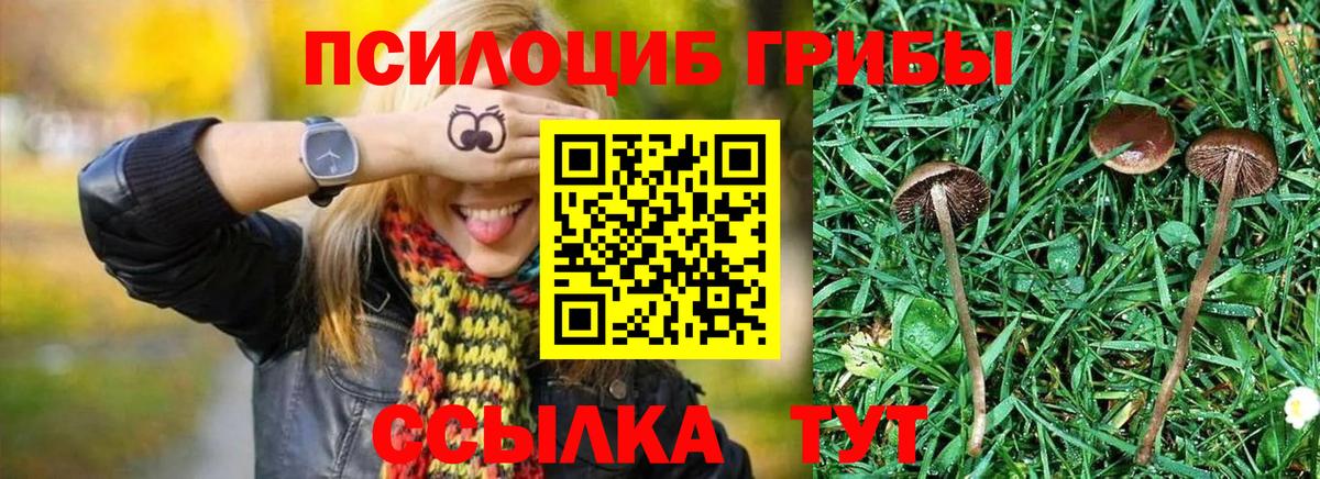 Псилоцибиновые грибы Psilocybine cubensis Киров